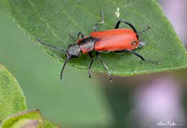 Attēlu rezultāti vaicājumam “Anthocomus rufus”