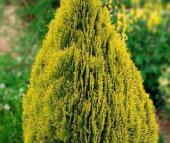 Attēlu rezultāti vaicājumam “Thuja occidentalis flower”