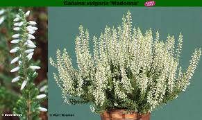Attēlu rezultāti vaicājumam “Calluna vulgaris bud”