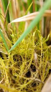 Attēlu rezultāti vaicājumam “Drepanocladus aduncus”