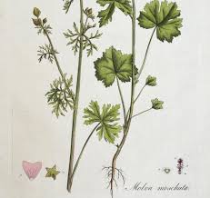 Attēlu rezultāti vaicājumam “Malva moschata leaf”