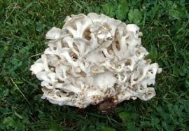 Attēlu rezultāti vaicājumam “Polyporus”