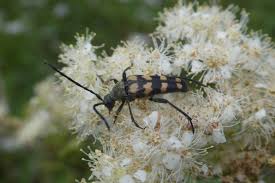 Attēlu rezultāti vaicājumam “Leptura quadrifasciata”