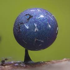 Attēlu rezultāti vaicājumam “Lamproderma sp.”