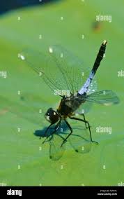Attēlu rezultāti vaicājumam “Leucorrhinia caudalis male”