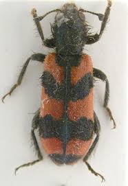 Attēlu rezultāti vaicājumam “Trichodes apiarius”