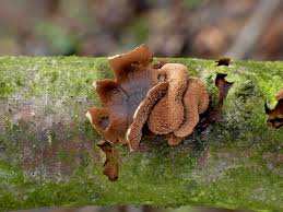 Attēlu rezultāti vaicājumam “Encoelia furfuracea”