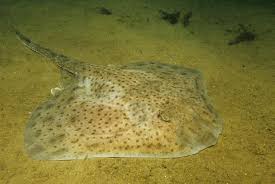 Image result for Leucoraja erinaceus