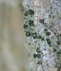 Attēlu rezultāti vaicājumam “Calicium adspersum”