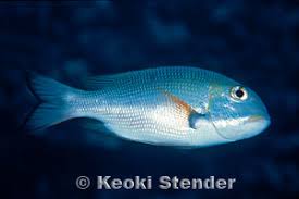 Image result for Monotaxis grandoculis