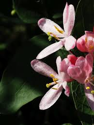 Attēlu rezultāti vaicājumam “Lonicera xylosteum flower”