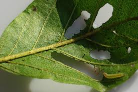 Attēlu rezultāti vaicājumam “Bucculatricidae”