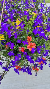 Image result for Männertreu