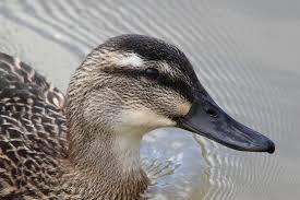 Attēlu rezultāti vaicājumam “Anas platyrhynchos juvenile”