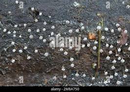 Attēlu rezultāti vaicājumam “Physarum nitens”