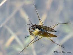 Attēlu rezultāti vaicājumam “Gerridae”