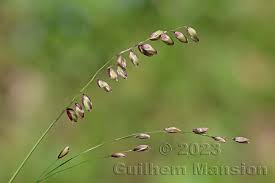 Attēlu rezultāti vaicājumam “Melica nutans flower”