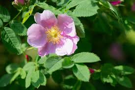 Attēlu rezultāti vaicājumam “Rosa majalis”