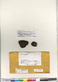 Attēlu rezultāti vaicājumam “Schistidium robustum”