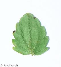 Attēlu rezultāti vaicājumam “Veronica arvensis leaf”