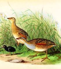 Image result for Crex crex