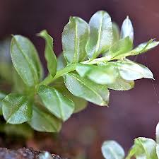 Attēlu rezultāti vaicājumam “Plagiomnium medium”