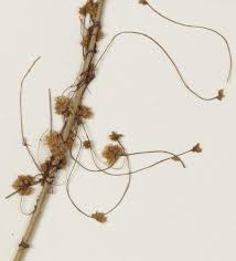 Attēlu rezultāti vaicājumam “Cuscuta epithymum subsp. trifolii flower”