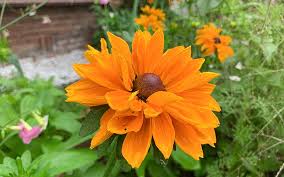 Image result for Rudbeckia