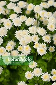 Image result for Chrysanthemum ptarmiciflorum