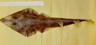 Image result for Rhinobatos rhinobatos