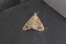 Attēlu rezultāti vaicājumam “Evergestis pallidata”