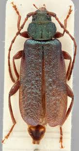 Attēlu rezultāti vaicājumam “Callidium violaceum”