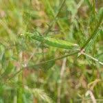 Attēlu rezultāti vaicājumam “Vicia angustifolia leaf”