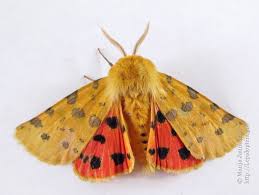 Attēlu rezultāti vaicājumam “Rhyparia purpurata”