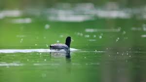 Attēlu rezultāti vaicājumam “Fulica atra adult”