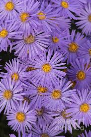 Image result for Aster amellus