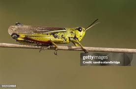 Attēlu rezultāti vaicājumam “Stethophyma grossum”