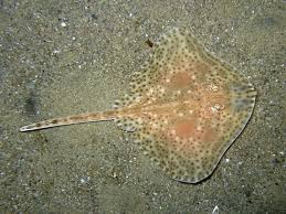 Image result for Raja brachyura