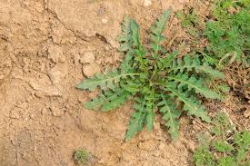 Attēlu rezultāti vaicājumam “Erysimum cheiranthoides leaf”