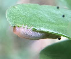 Attēlu rezultāti vaicājumam “Argidae larva”