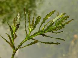 Attēlu rezultāti vaicājumam “Najas tenuissima leaf”