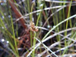 Attēlu rezultāti vaicājumam “Carex chordorrhiza”