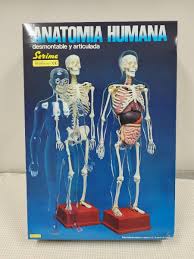 解剖女体|身体 女性器 人体解剖学 生物学】の画像素材(64101459 ...