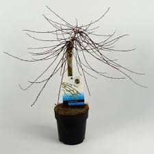 Attēlu rezultāti vaicājumam “Salix repens subsp. rosmarinifolia fruit”