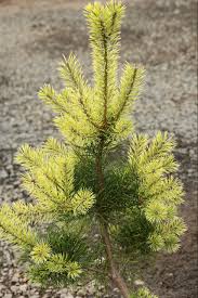 Attēlu rezultāti vaicājumam “Pinus sylvestris”