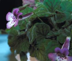 Image result for Sinningia