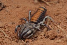 Attēlu rezultāti vaicājumam “Arachnida”