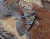 Attēlu rezultāti vaicājumam “Pennithera firmata”