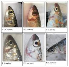 Image result for Liza ramada