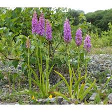 Attēlu rezultāti vaicājumam “Gymnadenia conopsea bud”